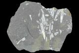 Fossil Graptolite Cluster (Didymograptus) - Great Britain #103410-1